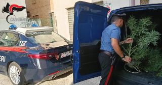 Fermo - Serra di marijuana in casa, denunciato dai carabinieri